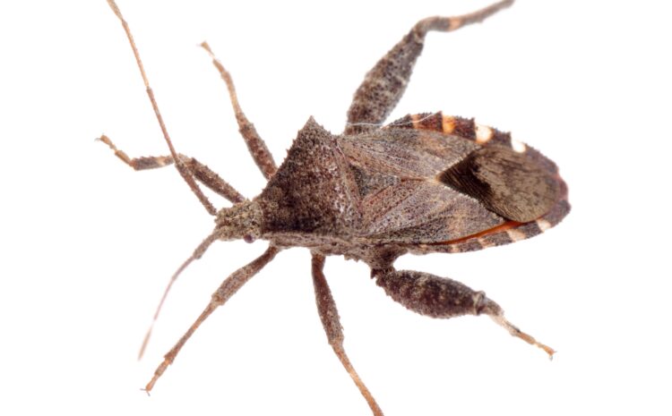How To Deal With Stink Bugs During the Winter Season