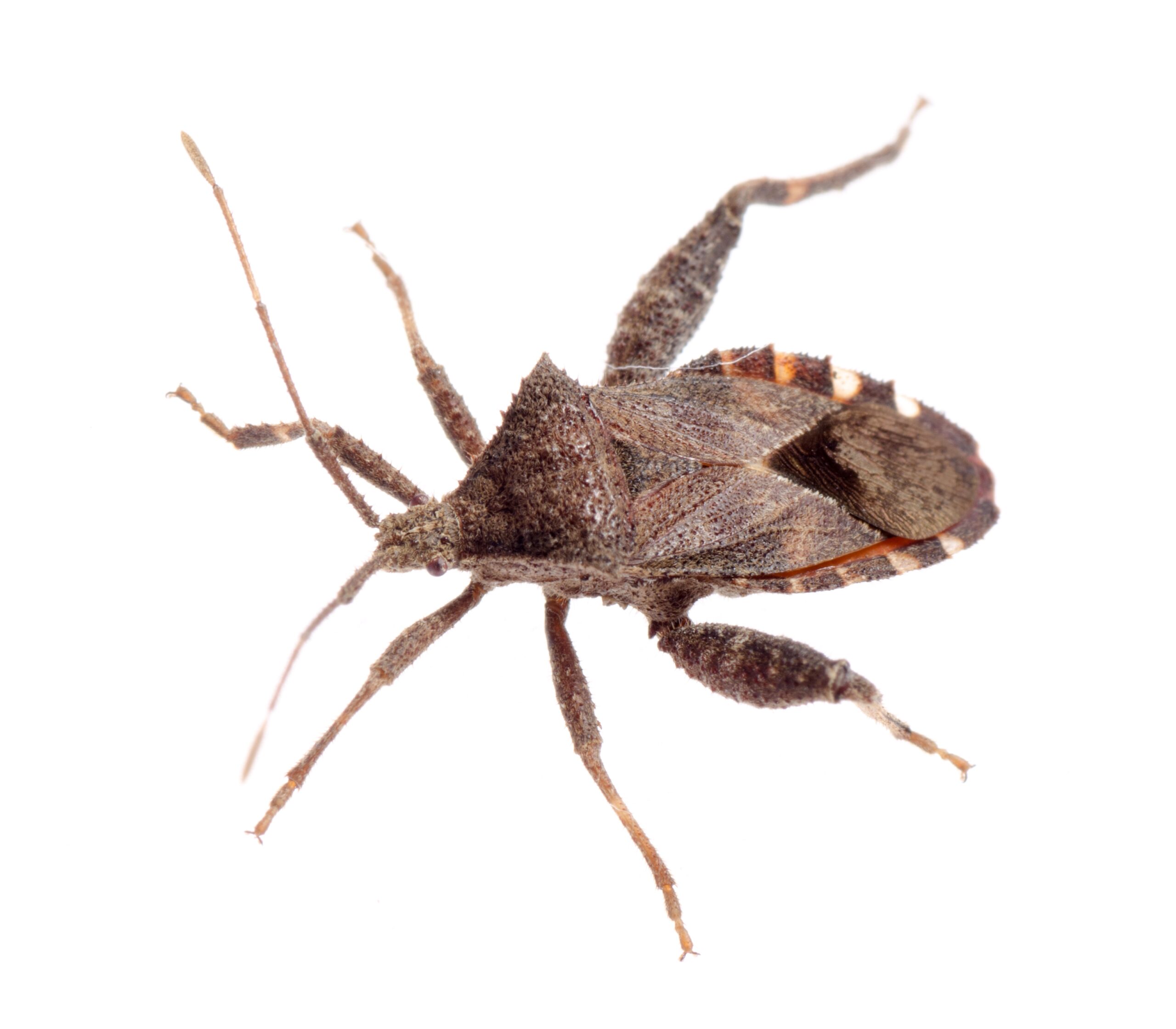 insect-stink-bug