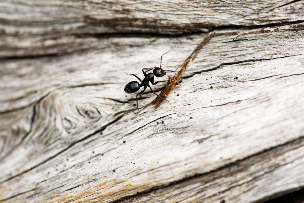 ant-macro