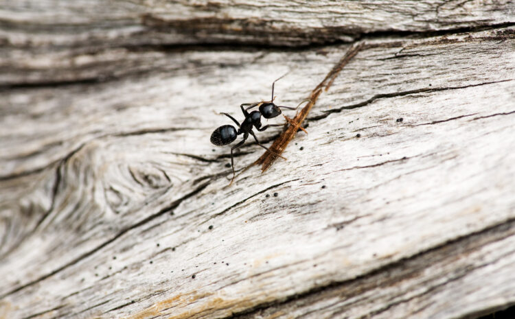 Stopping Ants on the Homefront