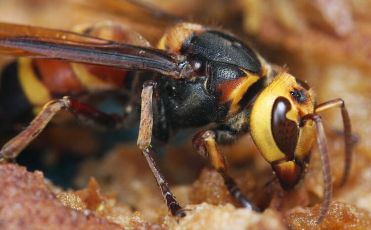  Murder Hornets and What You Need to Know