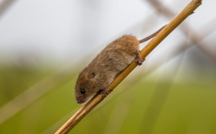 Preparing for Fall: Rodents