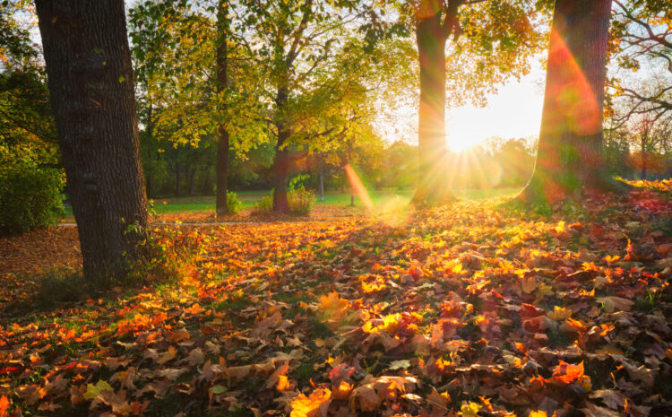 Fall Pest Control and Why it is Important