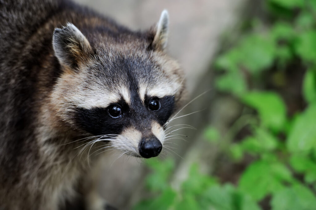 raccoon-in-the-forest