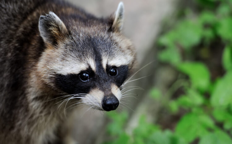  Preventing Raccoons from Stowing Away in your Home This Winter