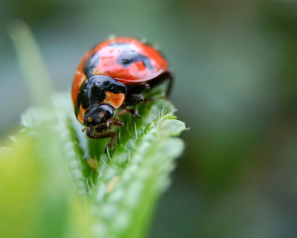 getting-rid-of-lady-bugs