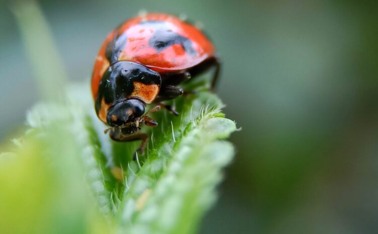  Getting Rid of Lady Bugs