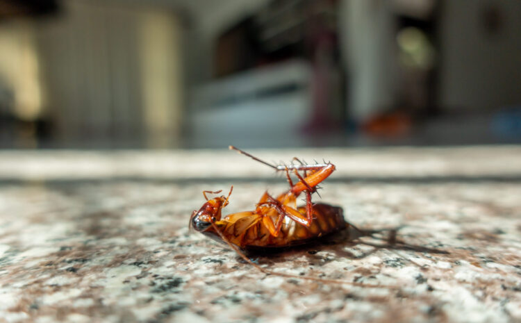 Protecting Your Home from Roaches