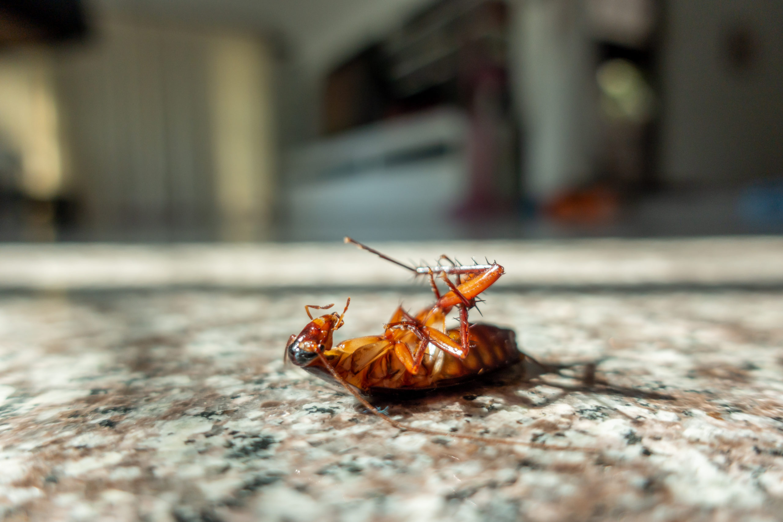 dead-cockroach-on-floor