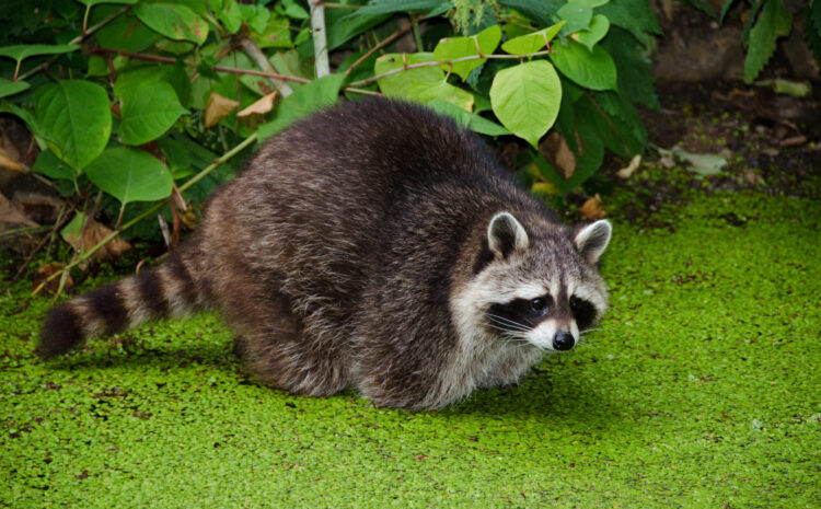  Racoon Prevention During Spring