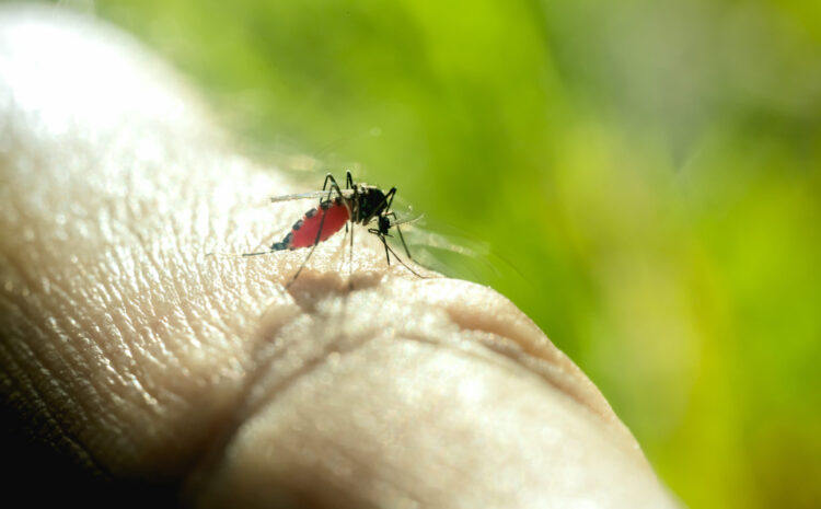 Keeping Mosquitos Away from Your Business