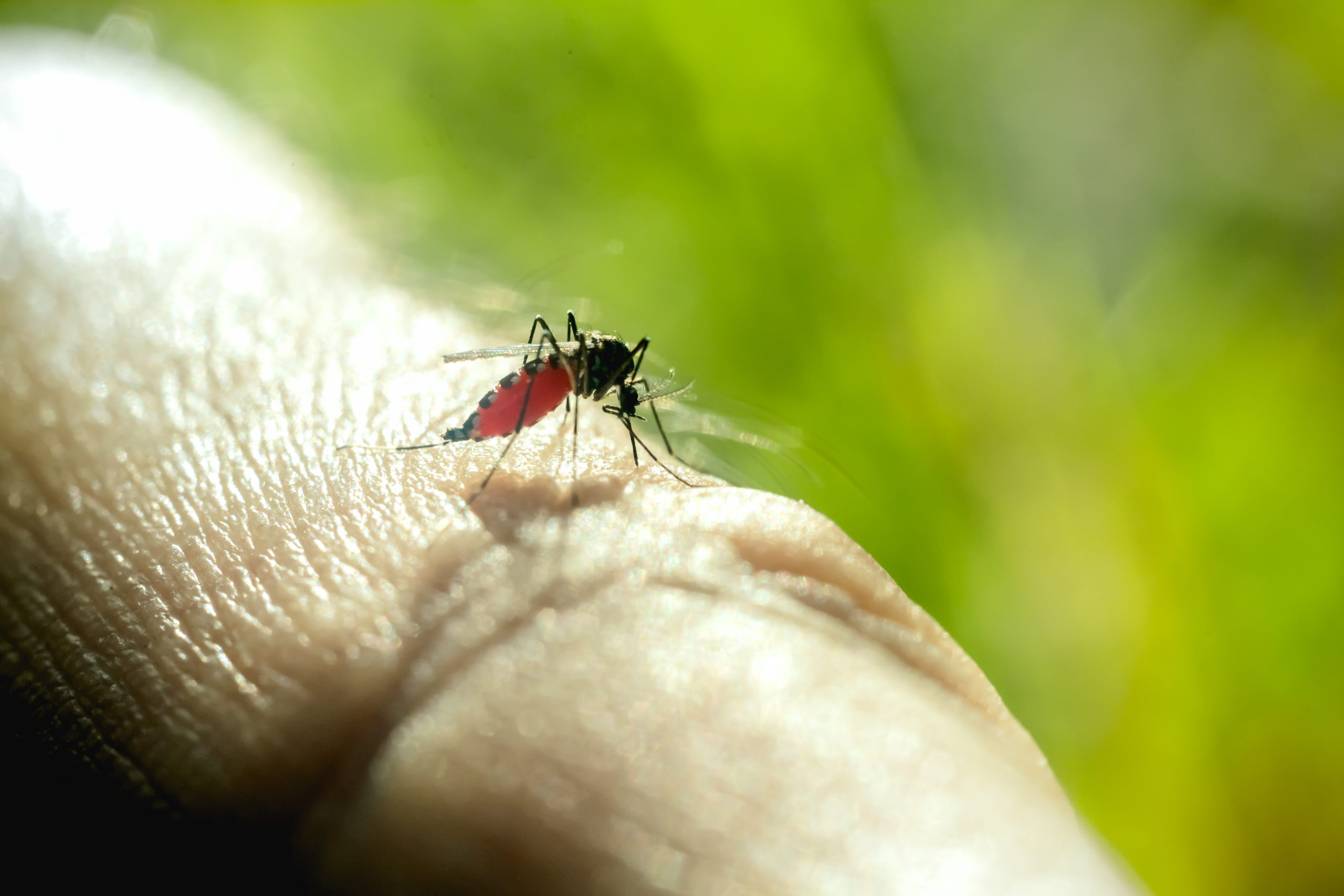 close-up-of-mosquito