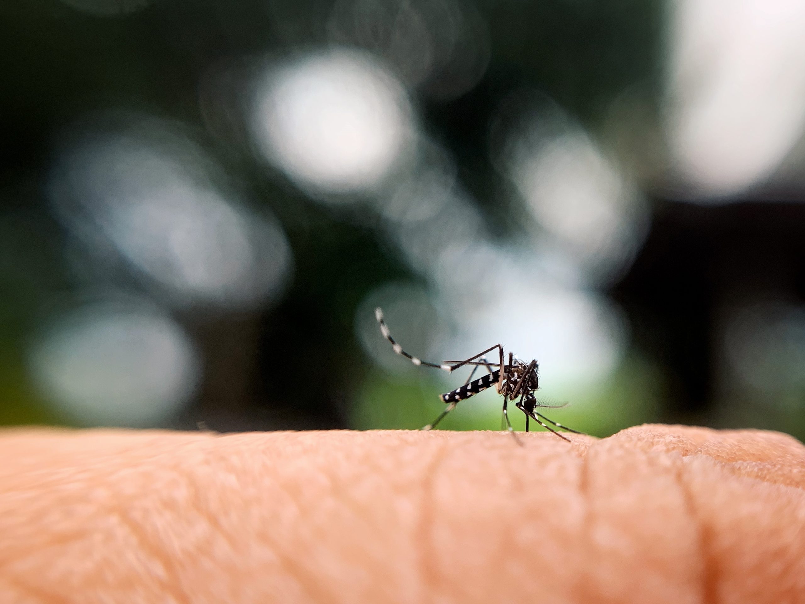 mosquito-control-for-restaurants