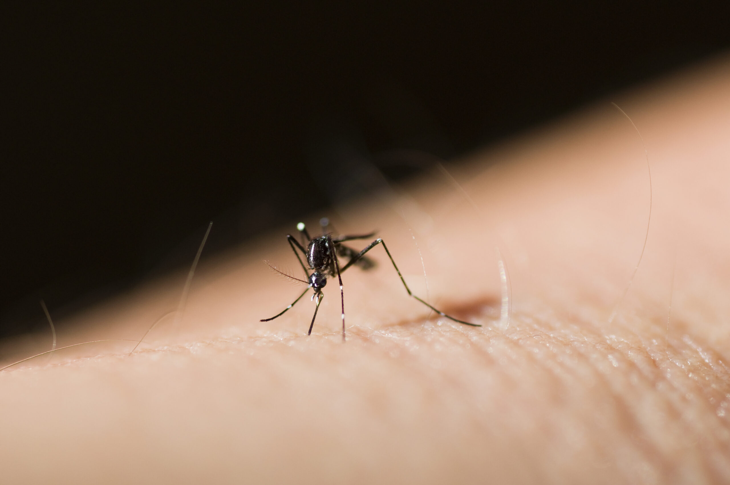 asian-tiger-mosquito