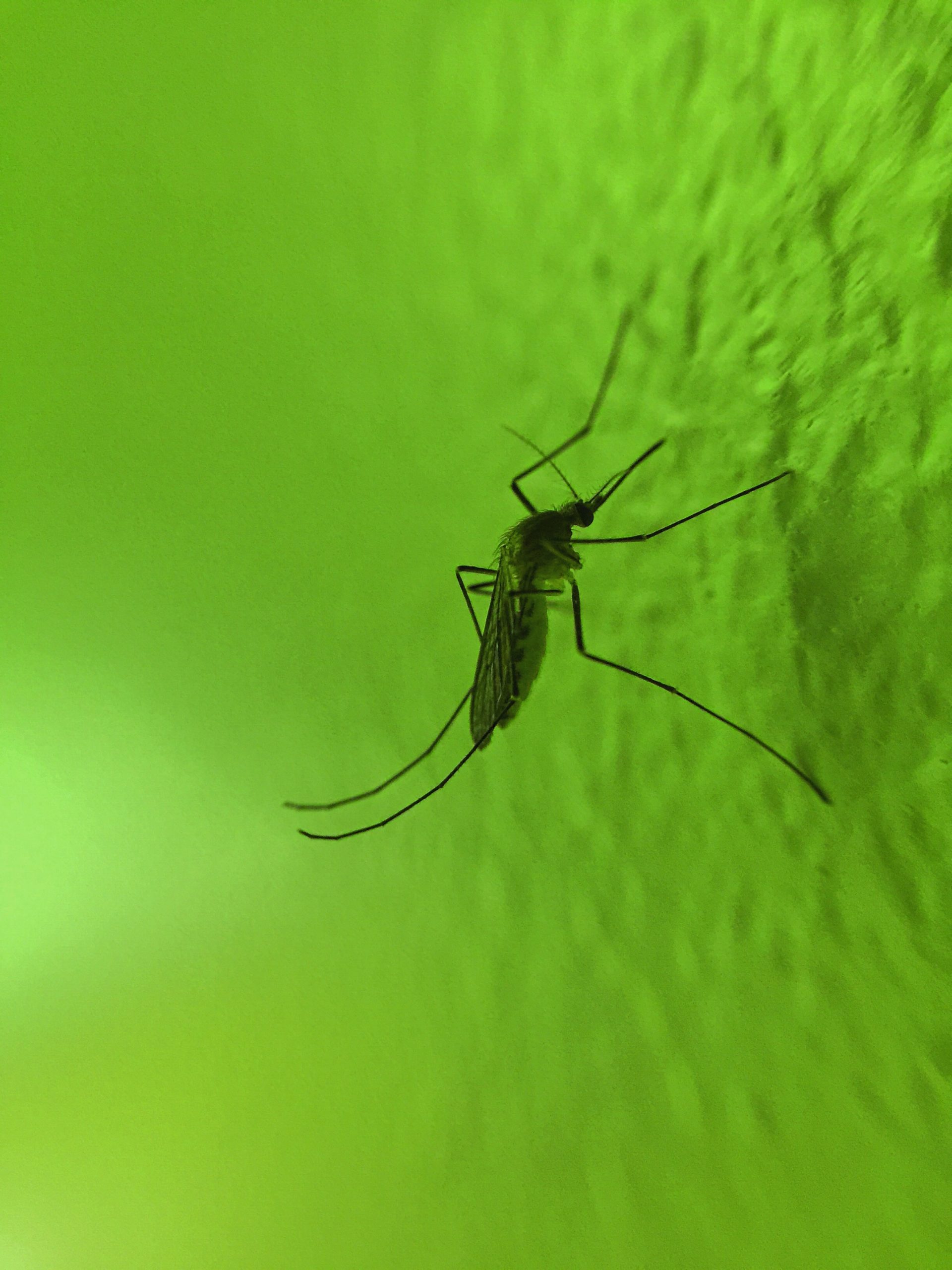 why-mosquito-prevention-is-important