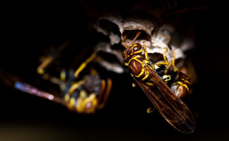  Are Wasps Affecting Your Business?