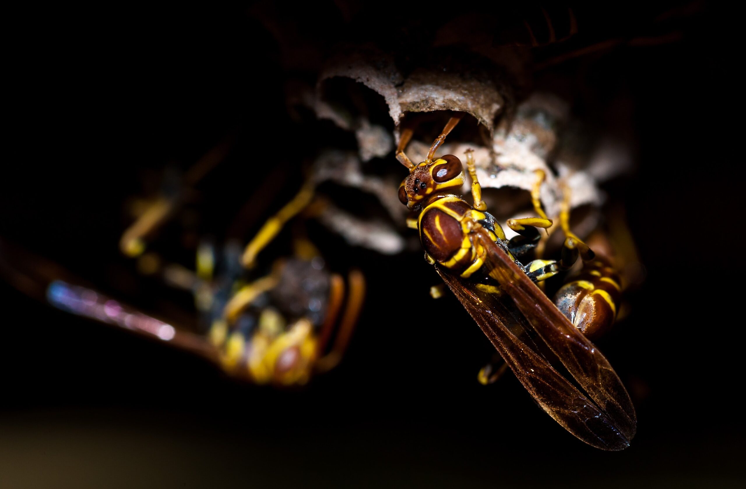 are-wasps-affecting-your-business