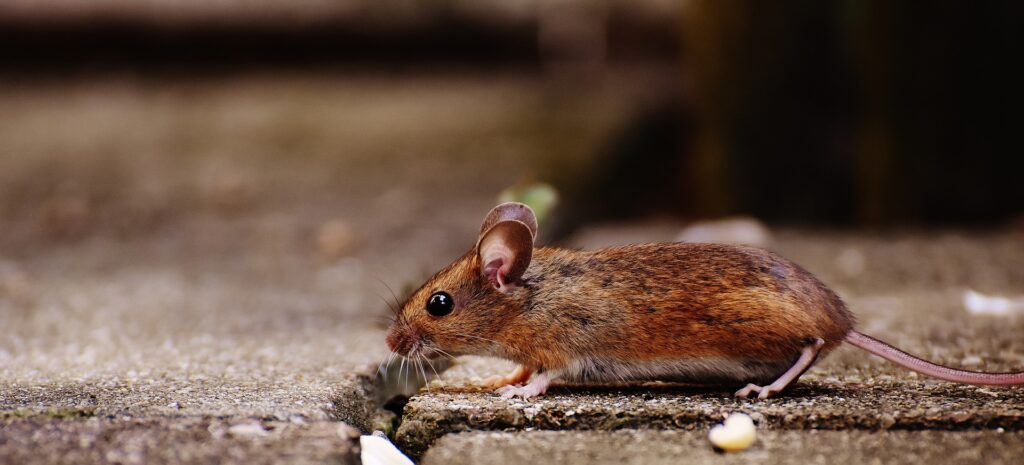 preventing-mice-in-the-workplace