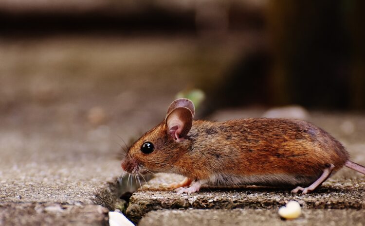  Preventing Mice in the Workplace