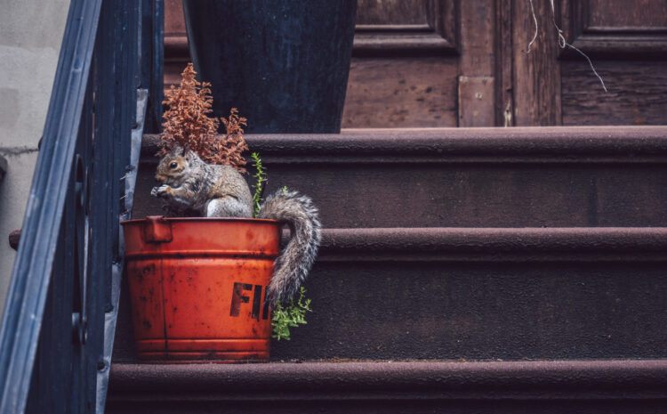  Preventing Squirrels From Damaging Your Home