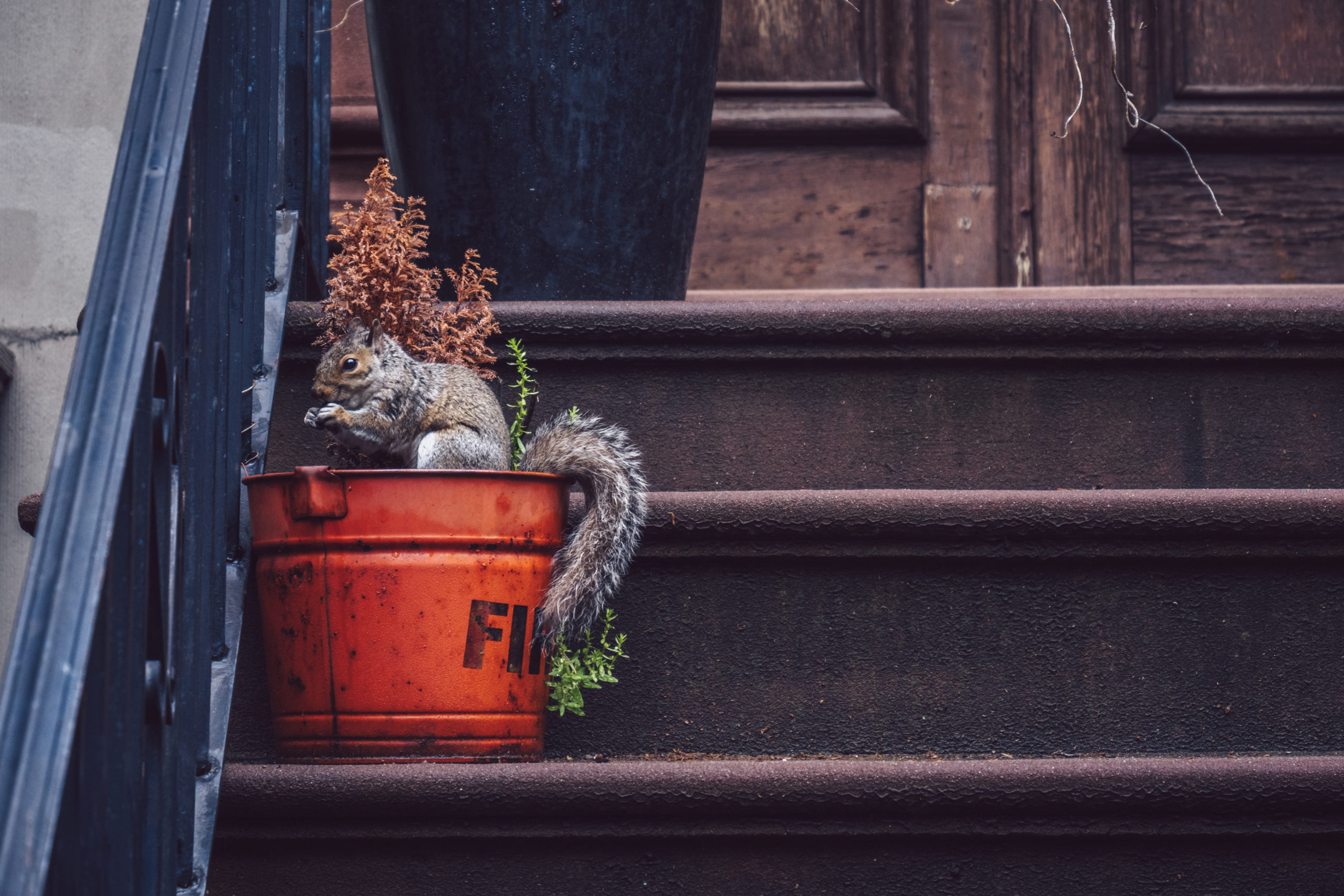 squirrel-on-the-porch-of-a-house