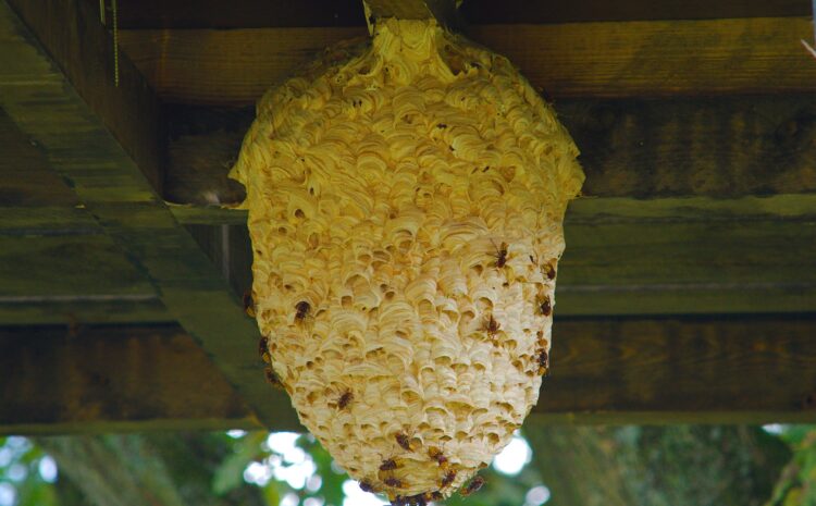  Preventing and Removing Wasps from Your Home