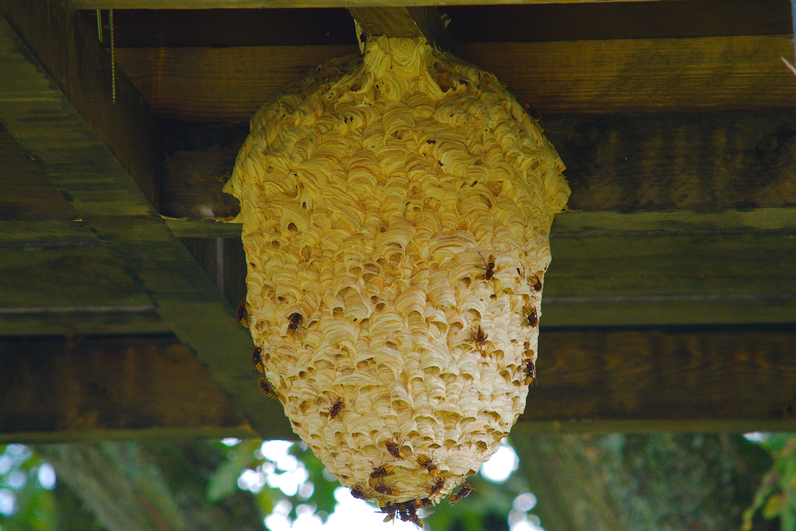 preventing-and-removing-wasps