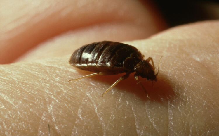  How to Combat Bed Bugs