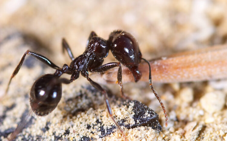  Preventing Ants at Home