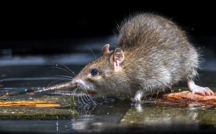  Rats: The Threats They Bring & How to Keep Them Away From your House