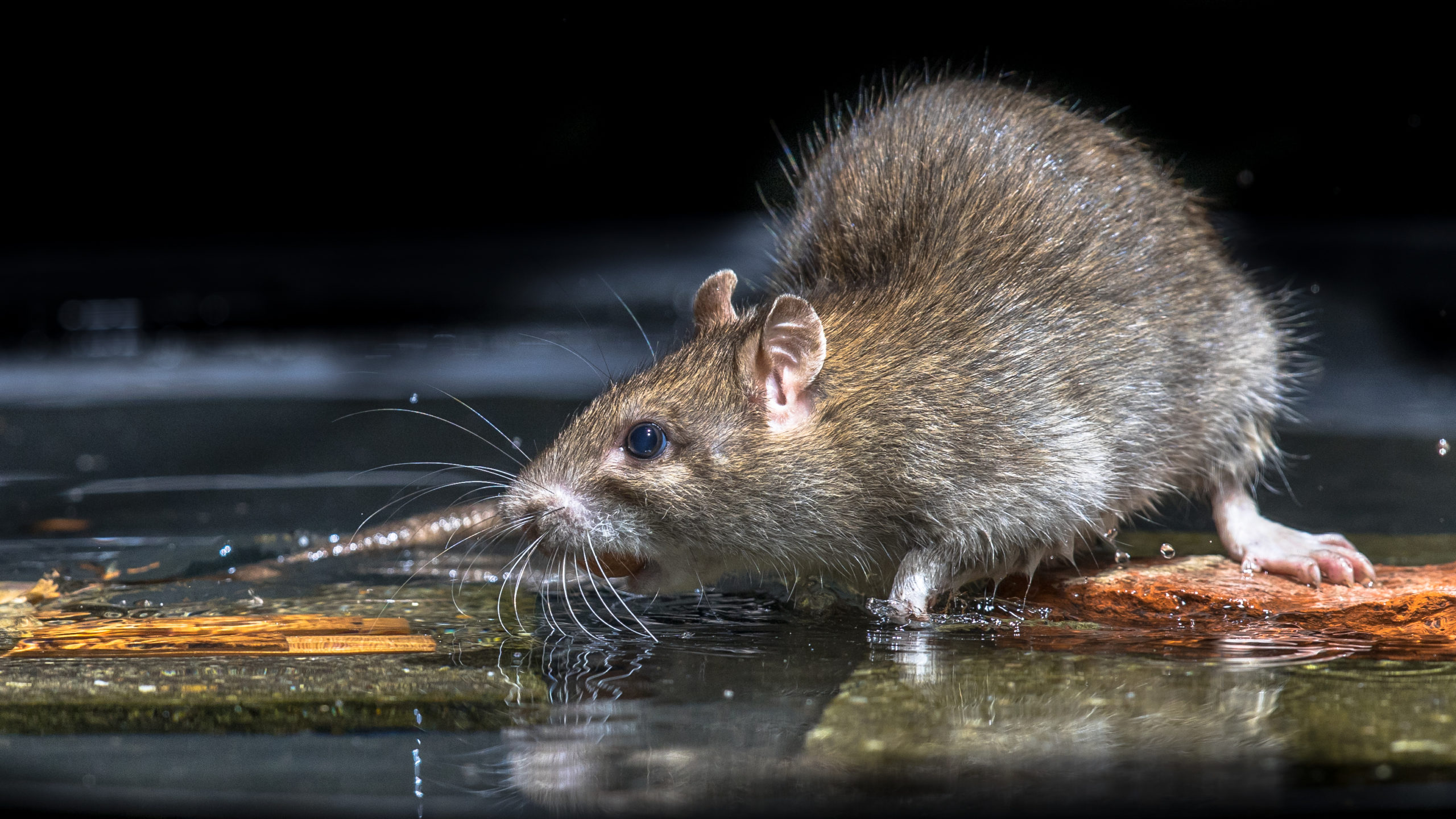 close-up-of-wild-brown-rat