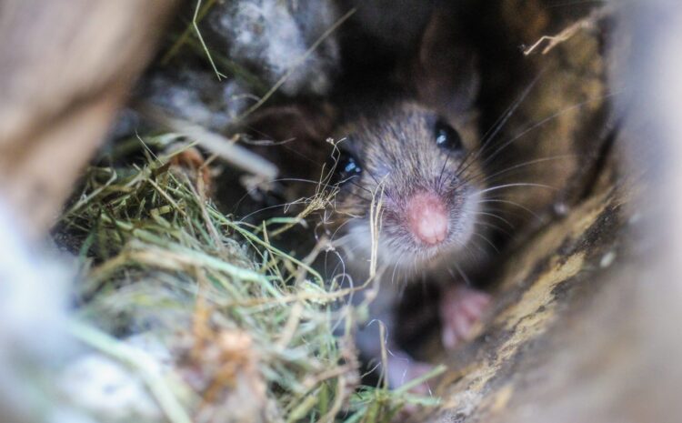  Stopping Your Garage from Becoming a Safe Haven for Rodents