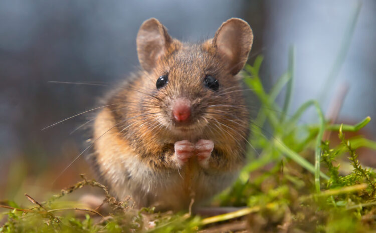  Your Business vs. Rodents