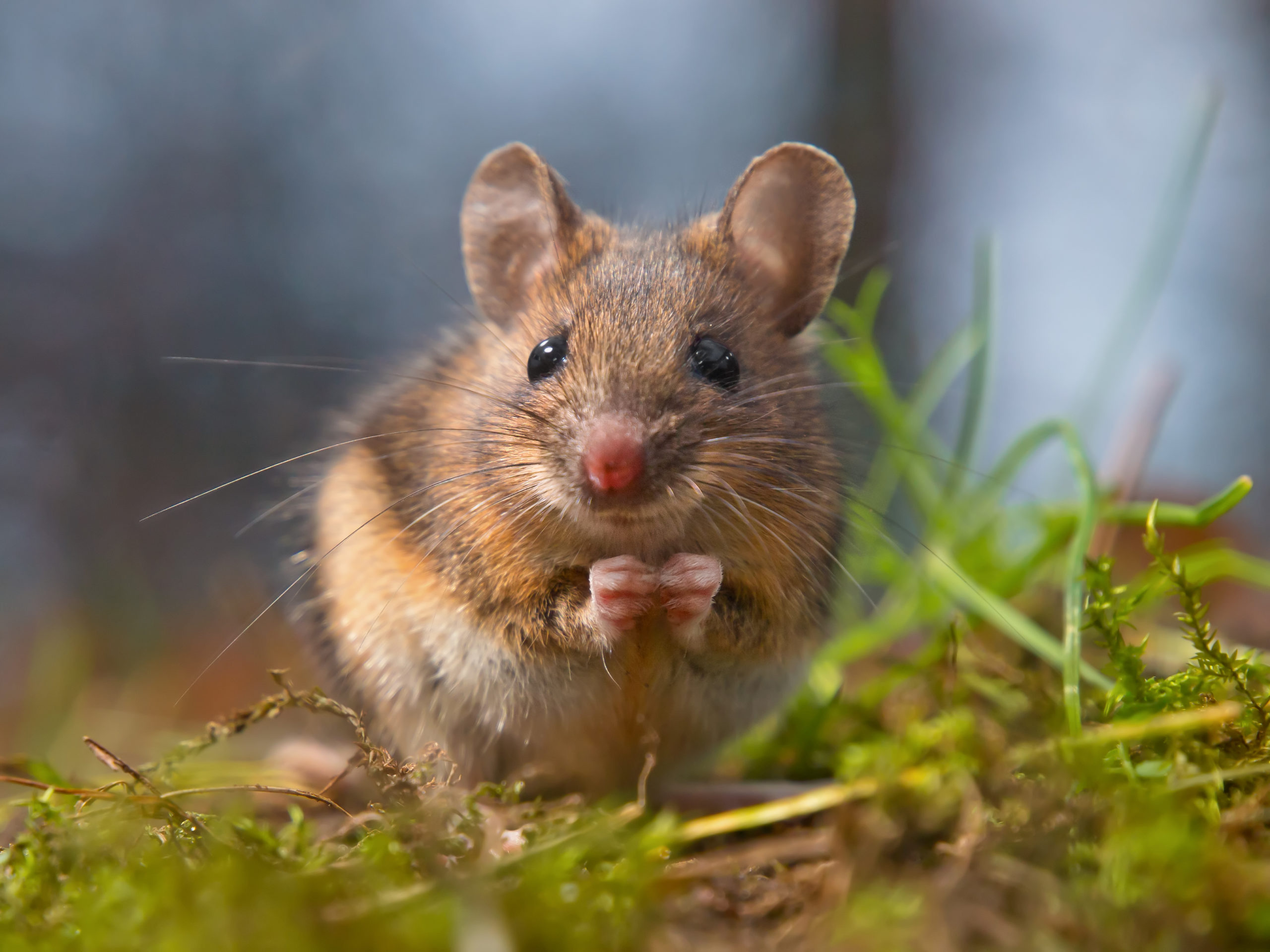 wild-mouse-sitting-on-hind-legs