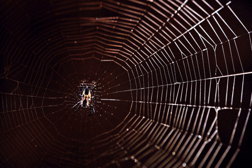 Preventing Spiders from Invading Your Business