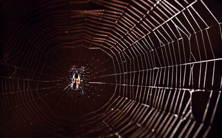 Preventing Spiders from Invading Your Business