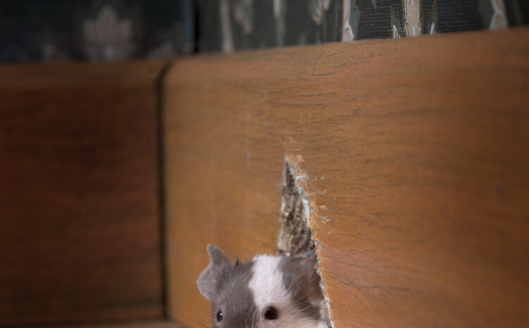 Stopping Mice From Invading Your Home