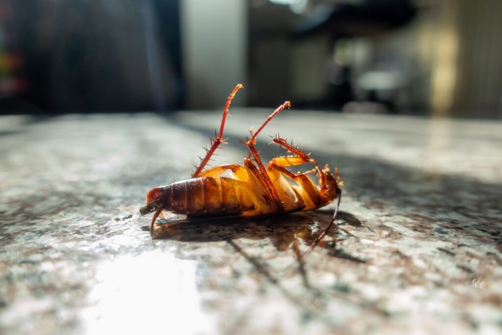 dead-cockroach-on-floor