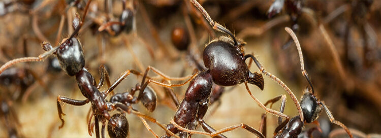  Army Ant