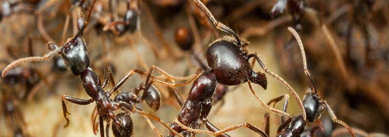 Army Ant