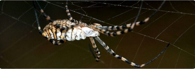  Banded Garden Spider