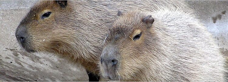  Capybara