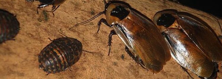  Discoid Cockroach or False Dea