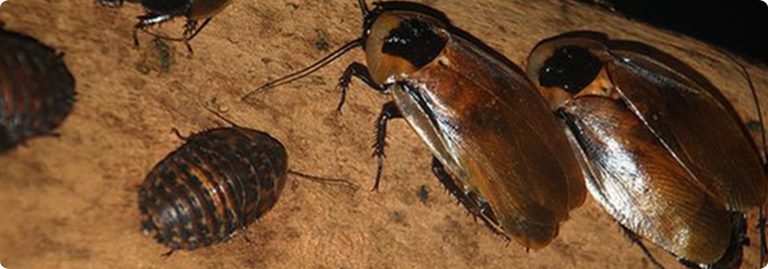 Discoid Cockroach or False Dea