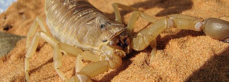 Fat-tailed Scorpian