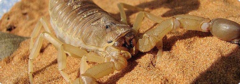 fat-tailed-scorpion