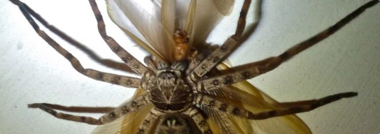  Giant Crab Spider