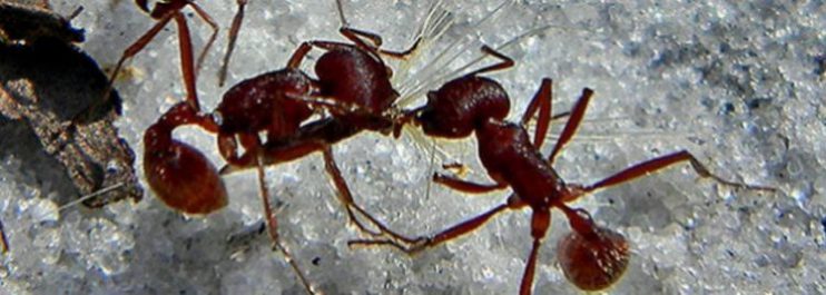 Harvester Ant