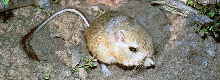  Kangaroo Rat