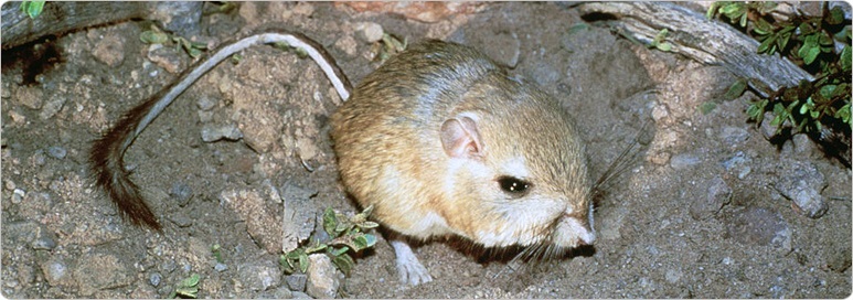 Kangaroo Rat